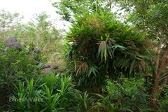 Thysanolaena latifolia